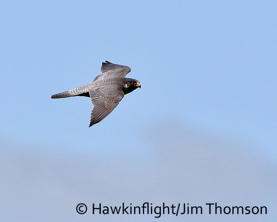 Peregrine Falcon
