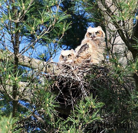 Great Horned Owl