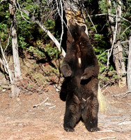 Black Bear