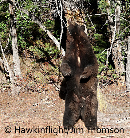 Black Bear