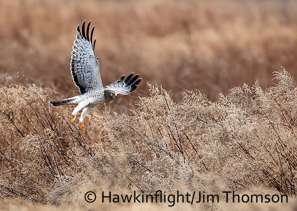 Northern Harrier