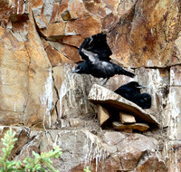 Cliff nesting Ravens- YNP