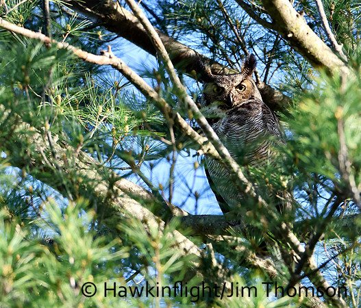 Great Horned Owl