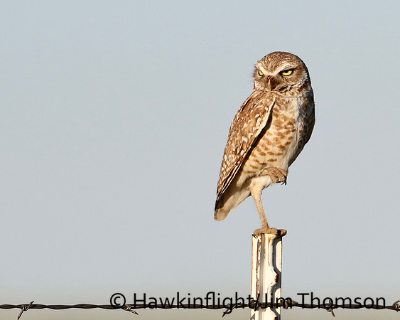 Burrowing Owl