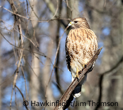 Red-shouldered Hawk