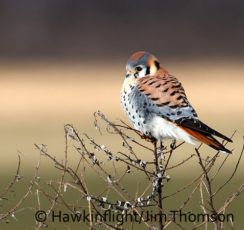 American Kestrel