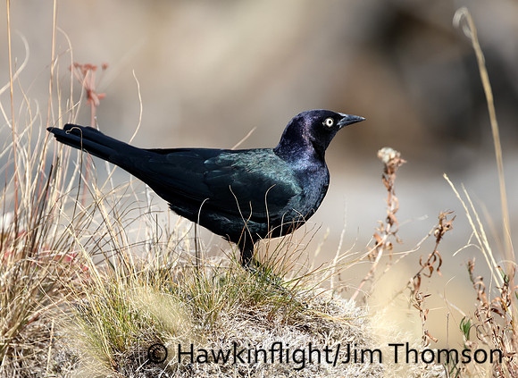 Brewer's Blackbird