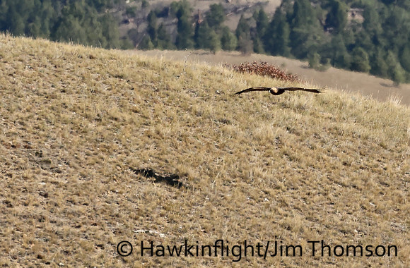 Golden Eagle