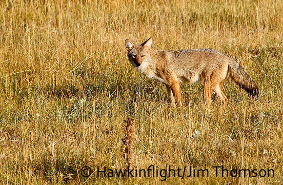 Coyote
