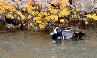 Harlequin Duck