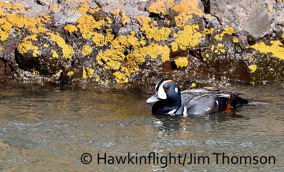 Harlequin Duck