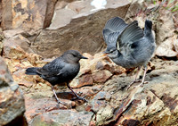 American Dipper