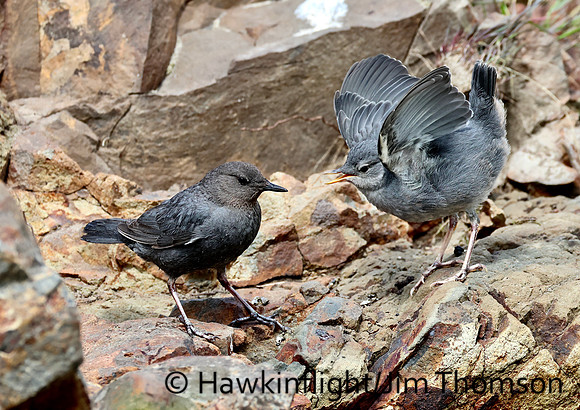 American Dipper