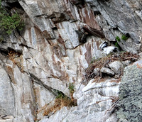 Golden Eagle- Nest