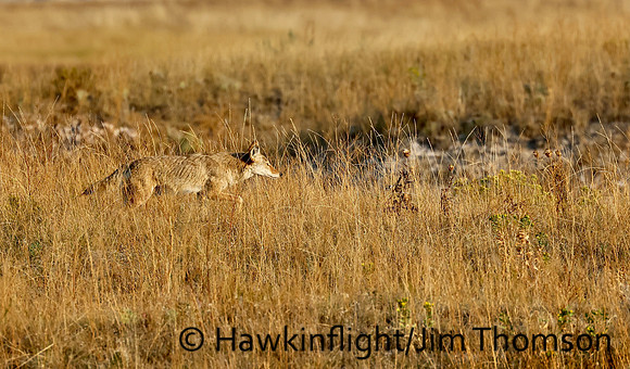 Coyote