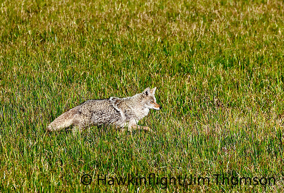 Coyote