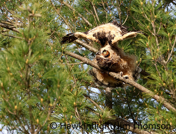 Great Horned Owl