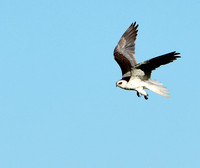 White-tailed Kite