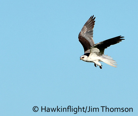 White-tailed Kite