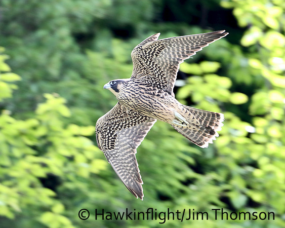 Peregrine Falcon
