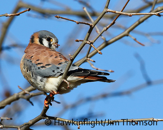 American Kestrel