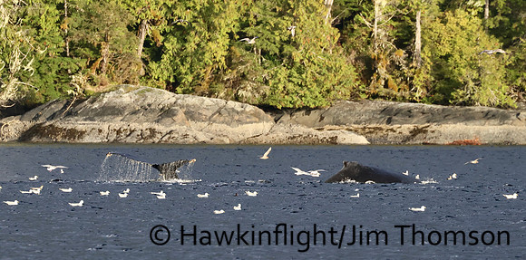 Humpback Whale