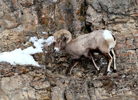 Bighorn Sheep