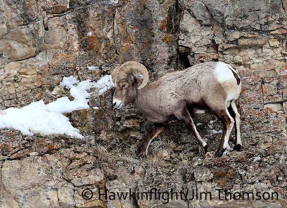 Bighorn Sheep