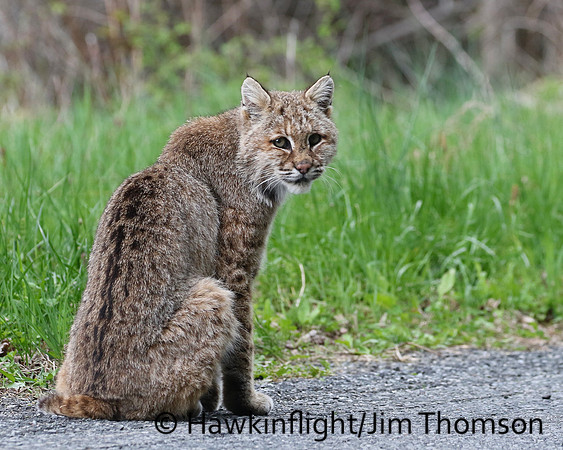 Bobcat