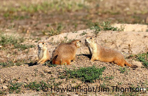 Black-tailed Prairie Dog