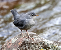 American Dipper