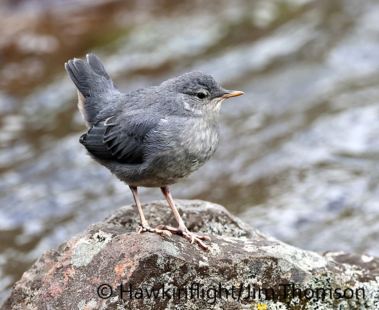 American Dipper