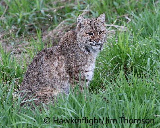 Bobcat