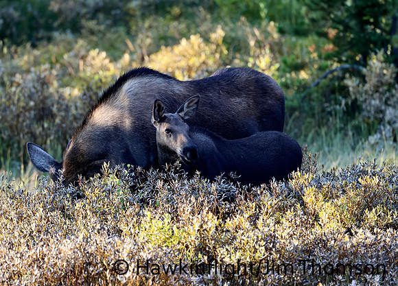 Moose