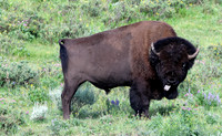 Bison