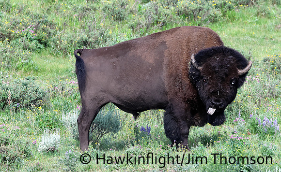 Bison