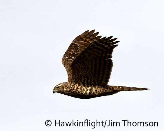 American Goshawk