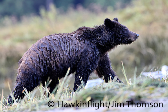 Grizzly Bear