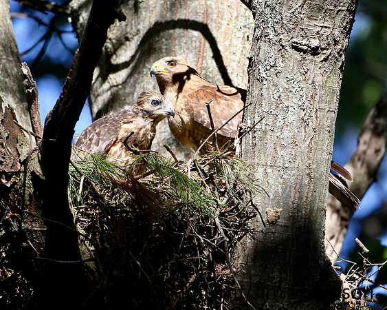 Red-shouldered Hawk