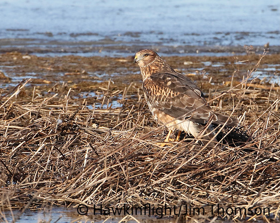 Northern Harrier