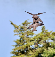 Peregrine Falcon