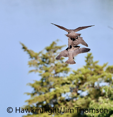Peregrine Falcon
