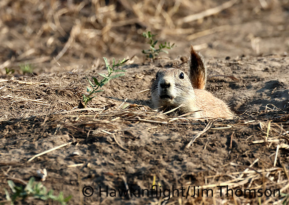 Black-tailed Prairie Dog