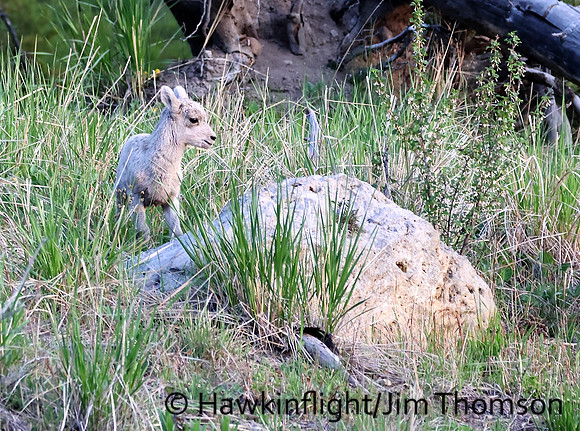 Bighorn Sheep