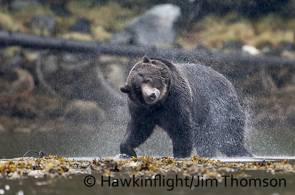 Grizzly Bear