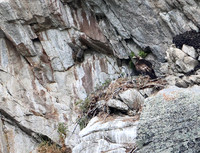 Golden Eagle-Nest