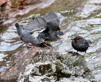 American Dipper