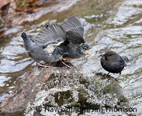 American Dipper