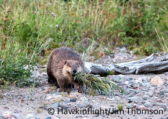North American Beaver