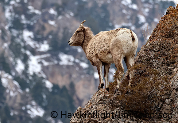 Bighorn Sheep